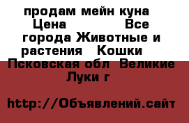 продам мейн куна › Цена ­ 15 000 - Все города Животные и растения » Кошки   . Псковская обл.,Великие Луки г.